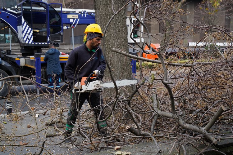 İstanbul Beylikdüzü’nde budama çalışmaları