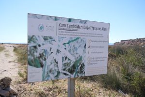 AYVALIK’IN KUM ZAMBAKLARINDA ÇİÇEK ZAMANI