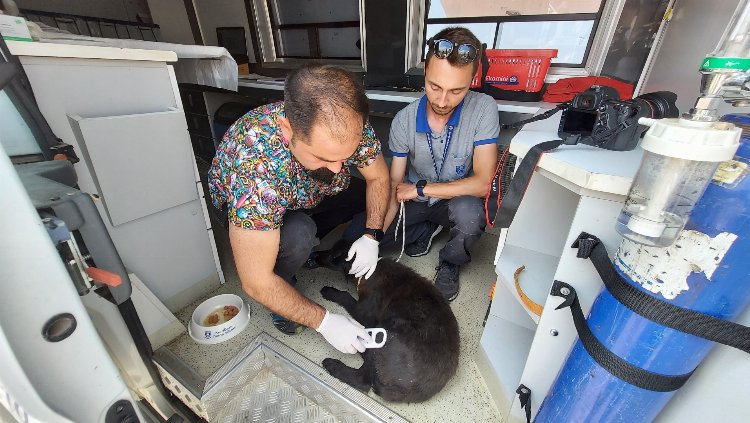 Bodrum Belediyesi sokak hayvanları için bilinçlendiriyor