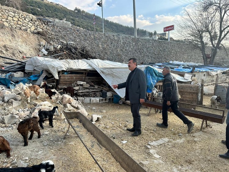 Depremden etkilenen yetiştiricilere 43 bin küçükbaş hayvan