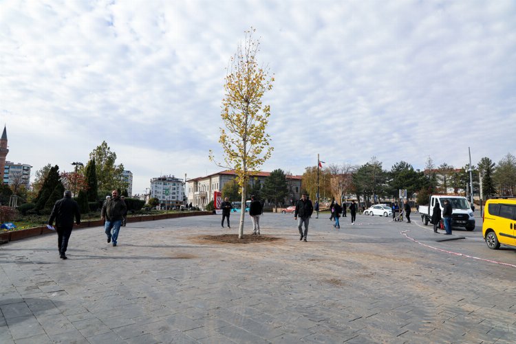 Sivas’ta ‘Tek Ağaç’, asırlık çınarla değişti!