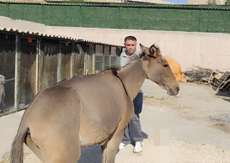 Bacağı kırılan at İstanbul’a sevk edildi