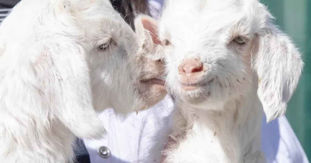 Doğal yaşam parkı’nda yavru heyecanı