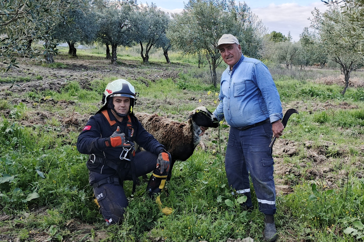 Kuyuya düşen koyunu itfaiye kurtardı