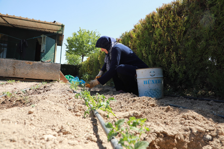 Konya Karatay’da hobi bahçelerinde üretim zamanı