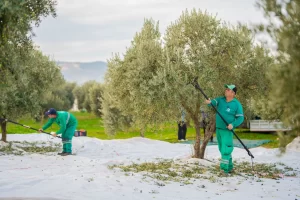 Muğla’da Milas Belediyesi zeytin hasadına başladı