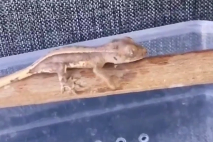 Burdur’da yasaklı yaban hayvanları ele geçirildi