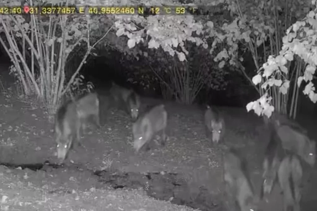 Düzce’de ayı ve domuz sürüsü köy evlerine indi!