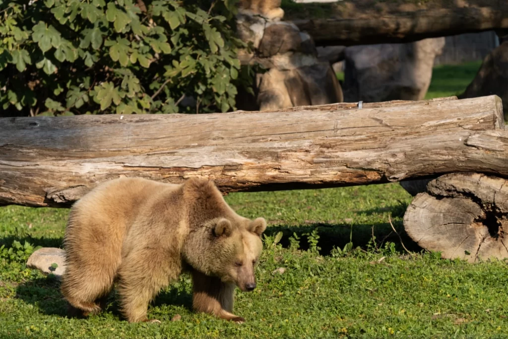 İzmir Doğal Yaşam’ın yeni sakinleri siyah jaguar ve boz ayı oldu