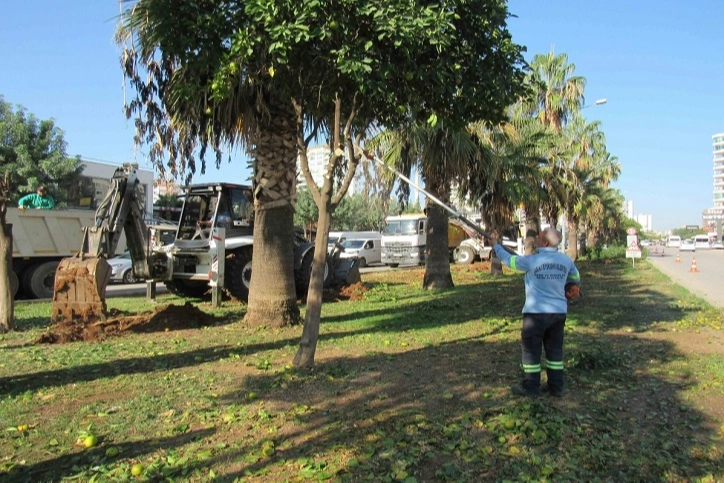 Adana Büyükşehir’den ağaç nakli