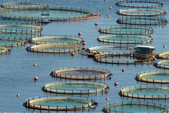 Türkiye, Akdeniz ve Karadeniz su ürünlerinde lider konumda