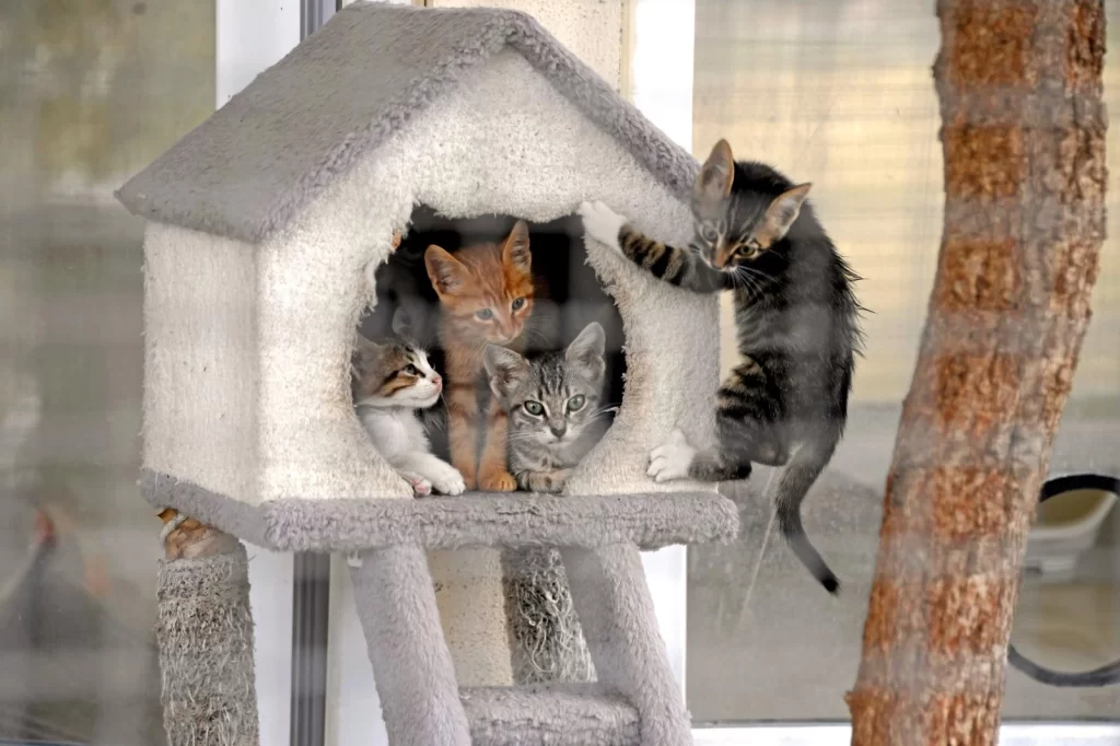 Can dostların kalbi Bursa Osmangazi’de atıyor