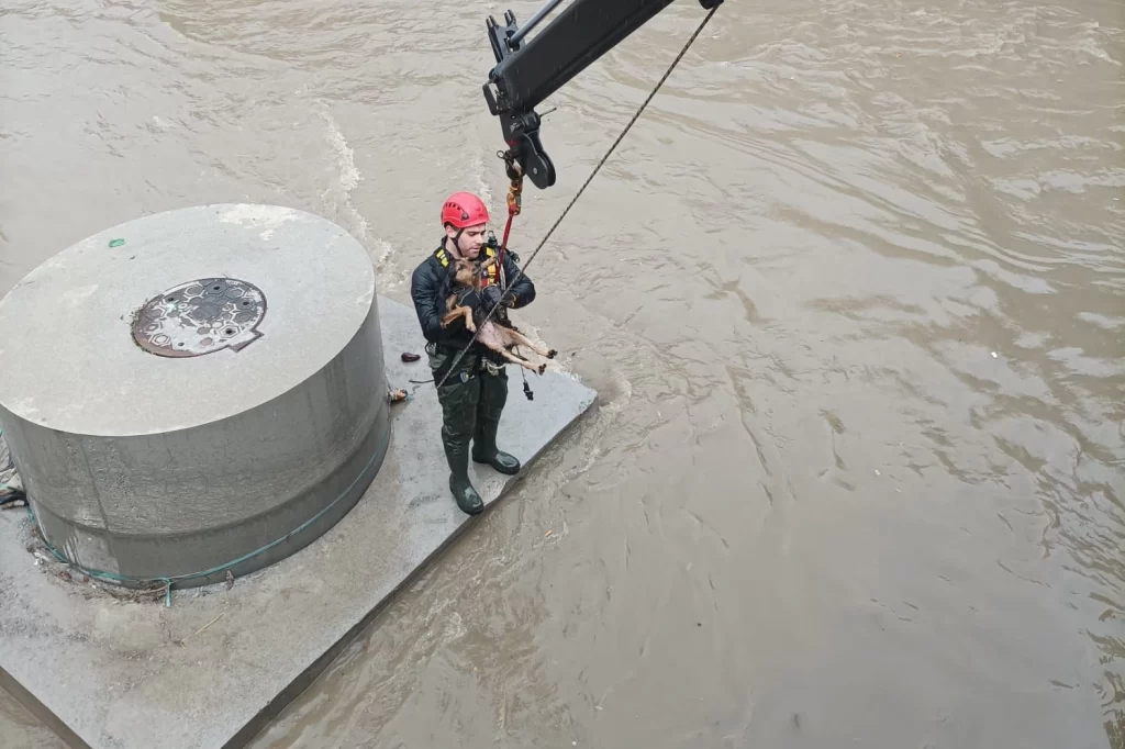 Derede köpek kurtarma operasyonu