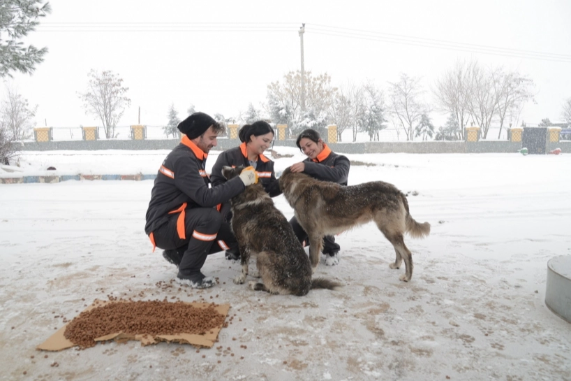 Diyarbakır’da sokak hayvanlarına 50 noktada mama desteği