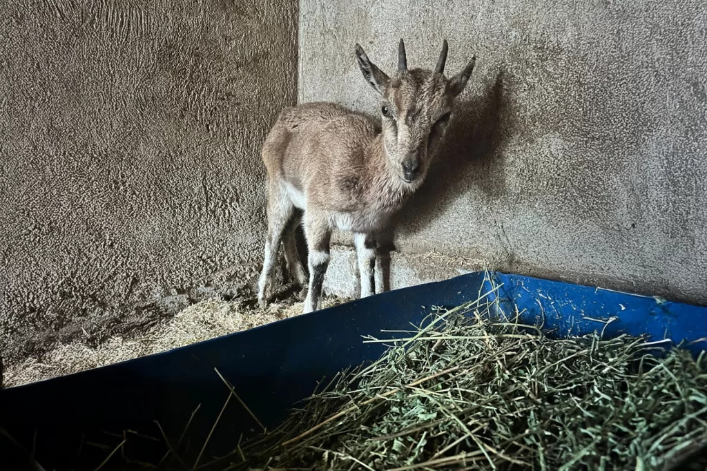 Finike’deki bitkin keçi Kumluca’da tedavi altına alındı