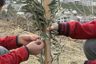 Geleceğe yeşil miras… Okul bahçeleri zeytin bahçelerine dönüşüyor