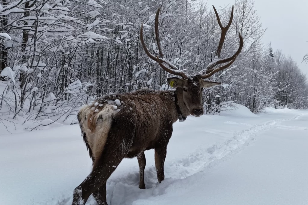Ormanya’da yetiştirilen kızıl geyikler Kuzuyayla’nın müdavimi oldu