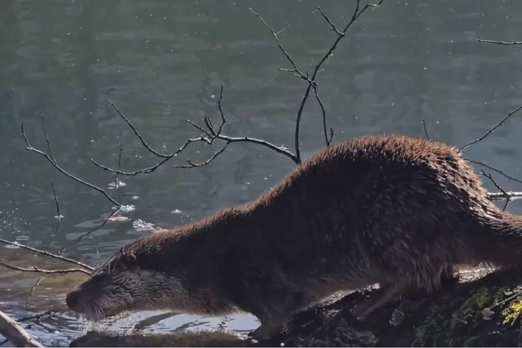 Yedigöller Milli Parkı’nda su samuru görüntülendi