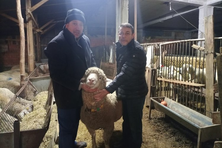 Bilecikli çiftçi sözünü tuttu… Depremzedelere bağış yapana koçunu teslim etti