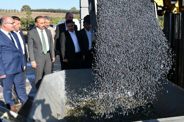 Bursa’da zeytin hasadı ve yağ üretimine start Mudanya’dan