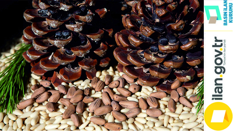 Çam fıstığı mahsulleri (tek kaimede) 3 yıllığına kiraya verilecek