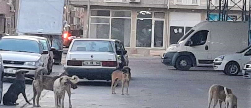 BAŞI BOŞ KÖPEKLER VARANDAŞIN KORKULU RÜYASI OLDU