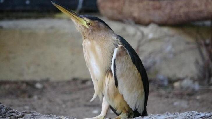 YARALI BALABAN KUŞU, FİZİK TEDAVİYLE SAĞLIĞINA KAVUŞTU