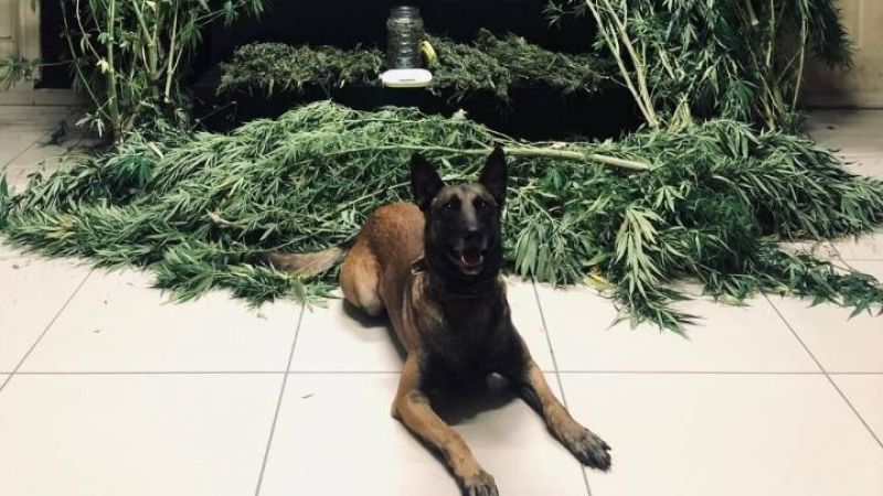 BESİ ÇİFTLİĞİNDE UYUŞTURUCU BASKINI