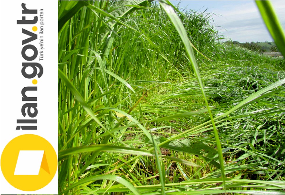 Ayvalık Milli Emlak Müdürlüğü’nce 1 adet tarla satılıktır