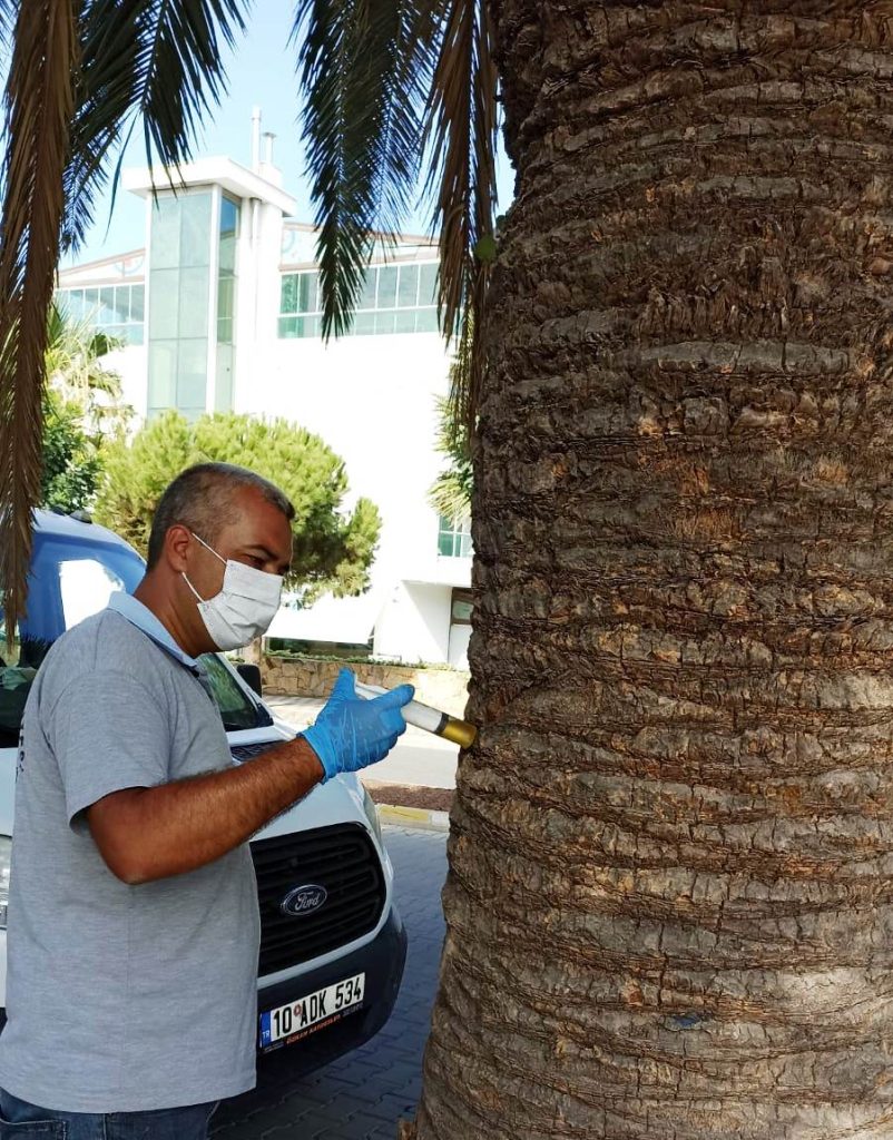 BURHANİYE’DE PALMİYELER BELEDİYE KORUMASINDA