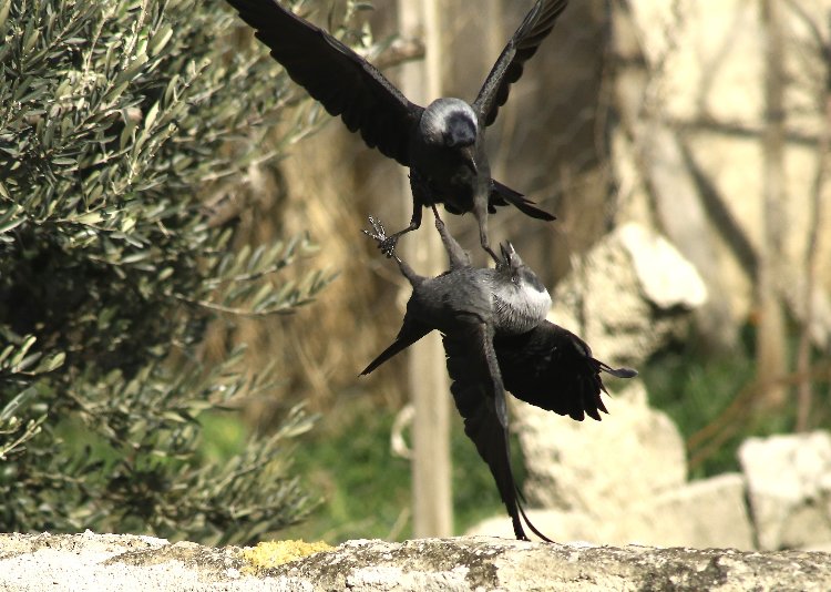 Bursa Yenişehir’de kuşların ‘ekmek’ mücadelesi