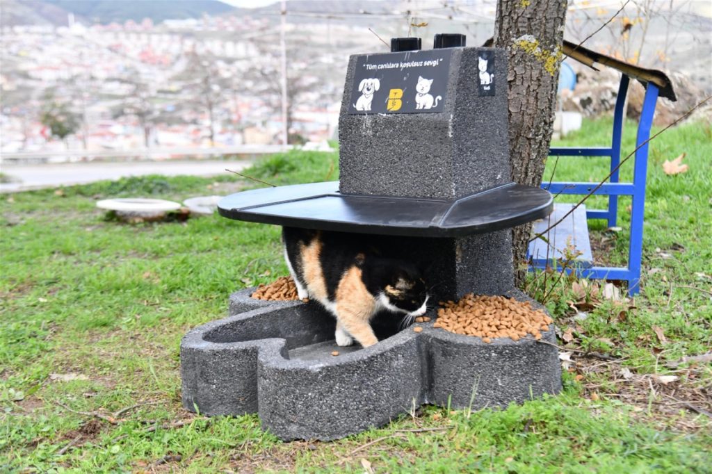 Büyükşehir şifalı elleriyle sokak hayvanlarının yanında