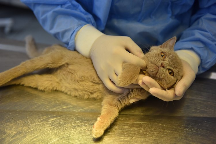 Bursa Yıldırım’da 4 ayda bin 352 can dostu tedavi edildi