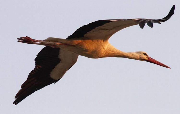 Küçük akbabalar korumaya alınıyor