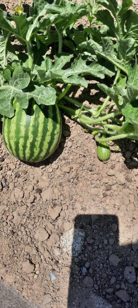 EDREMİT BELEDİYESİ’NİN ATA TOHUMU PROJESİ BÜYÜYOR  CUMHURİYET ÇİFTLİKLERİ MEYVESİNİ VERİYOR