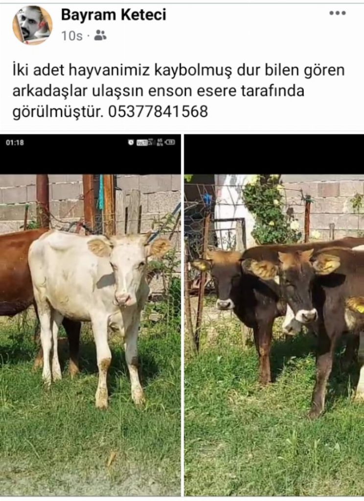 Kurbanlık düveleri kayboldu… Heryerde düvelerini arıyor!