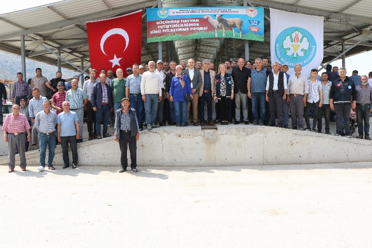 Manisa’da sürüleri iyileştirecek proje… Koçlar Büyükşehir’den