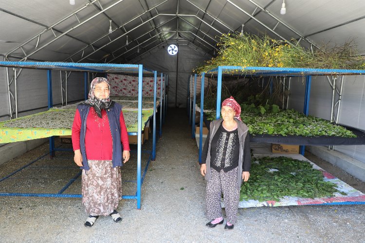 Muğla’da ipekböcekçiliği üretiminde yüzler gülüyor
