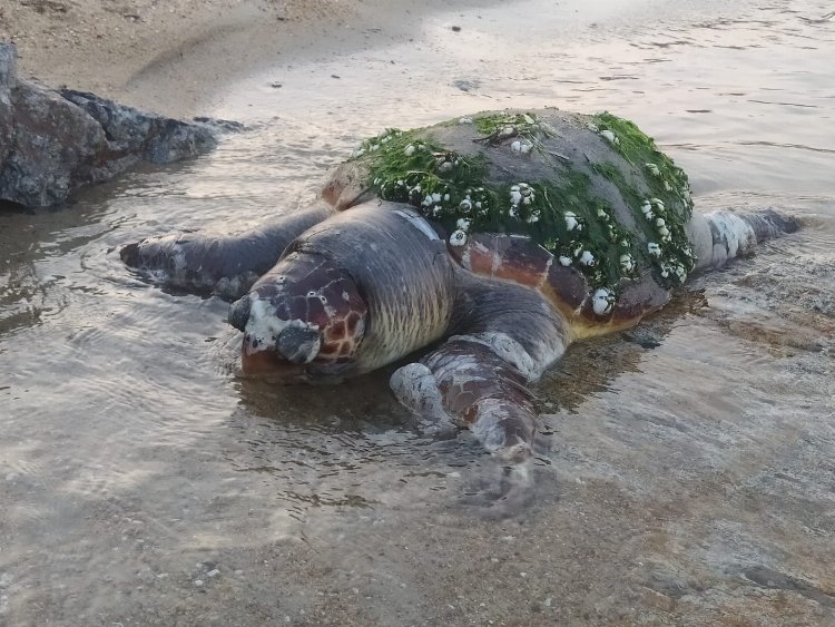 Edirne Enez’de yaşlı kaplumbağa karaya vurdu