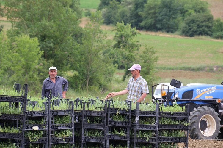 Kocaeli’de yeni ürün; kekik!