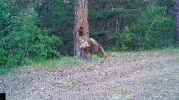 Ayıların ormanda kaşınma dansı!