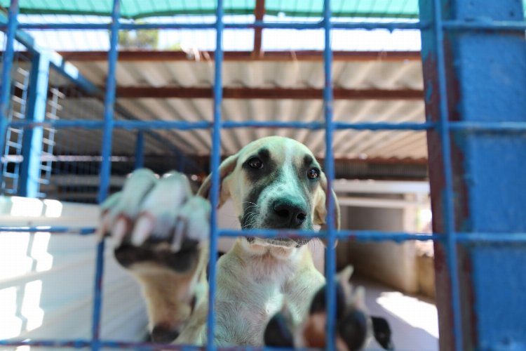Bodrum’da öğrencilerden can dostlara ziyaret