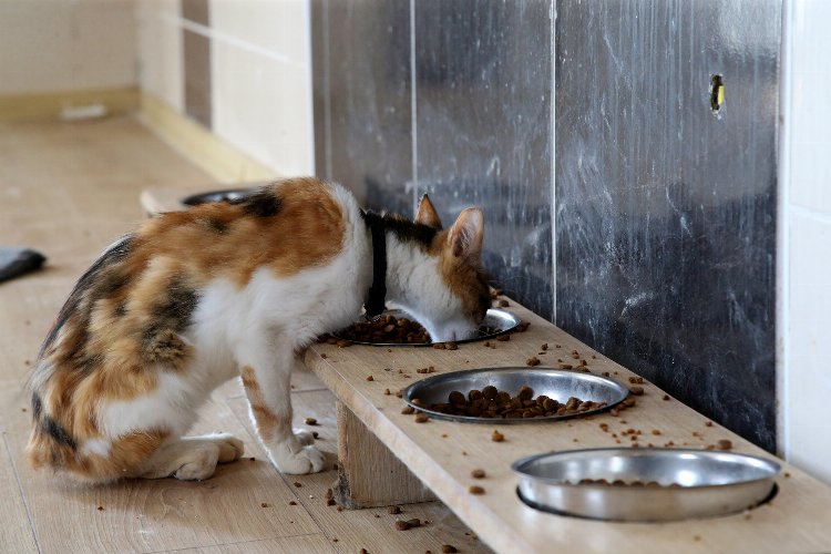 Sakarya’da devasa şifa yuvası
