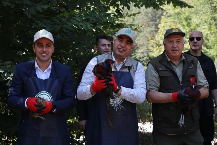 Sülünler doğaya salındı