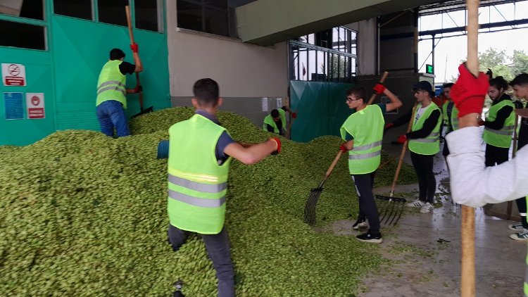 Türkiye ekonomisine katkı sağlıyor… Şerbetçiotu hasadı başladı