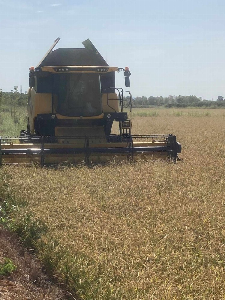 İpsala’da çeltik hasadı başladı