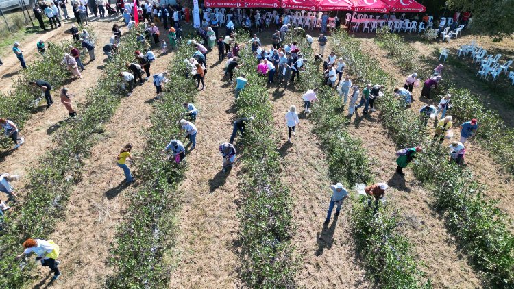 İzmit’te süper meyve aronya hasadı mutluluğu