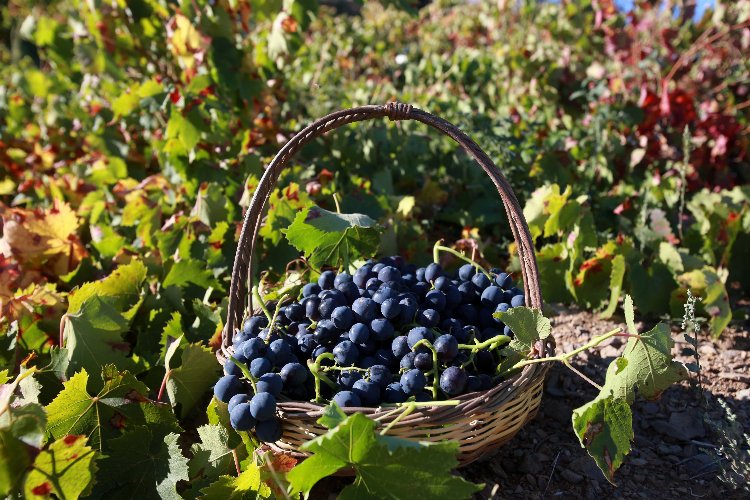 Kavacık 11. kez şenlenecek