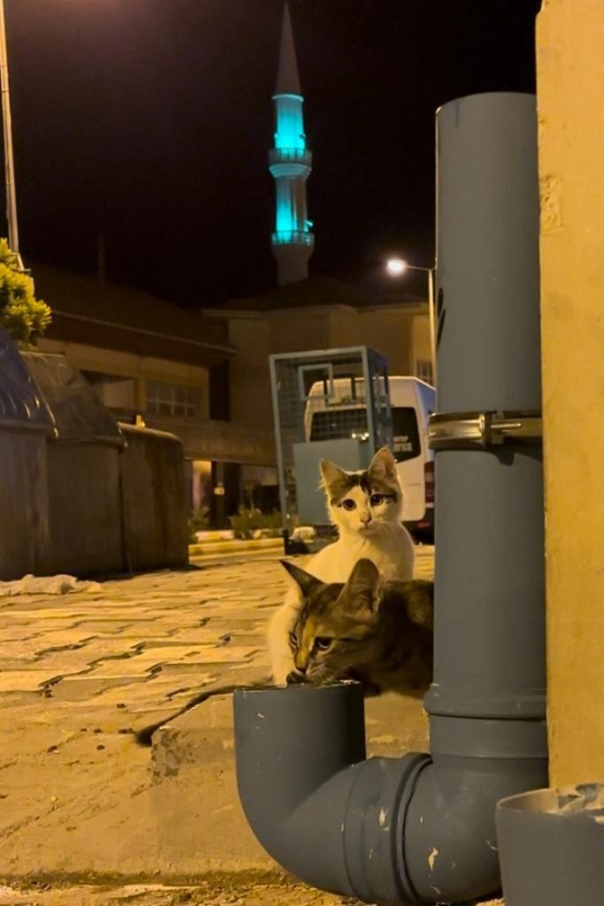Kilis’te ‘Kedi Evi’ için hummalı çalışma