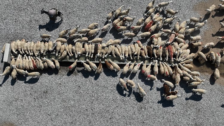 Konya hazırladığı sıvatlarla hayvanlara can suyu oluyor